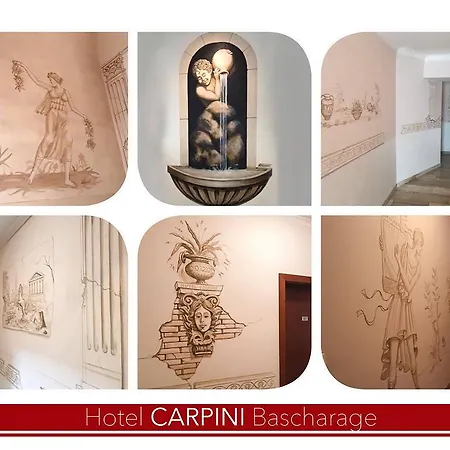 Carpini